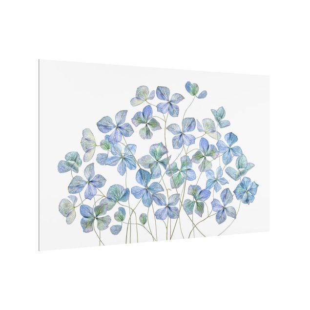 Splashback - Blue Hydrangea Flowers