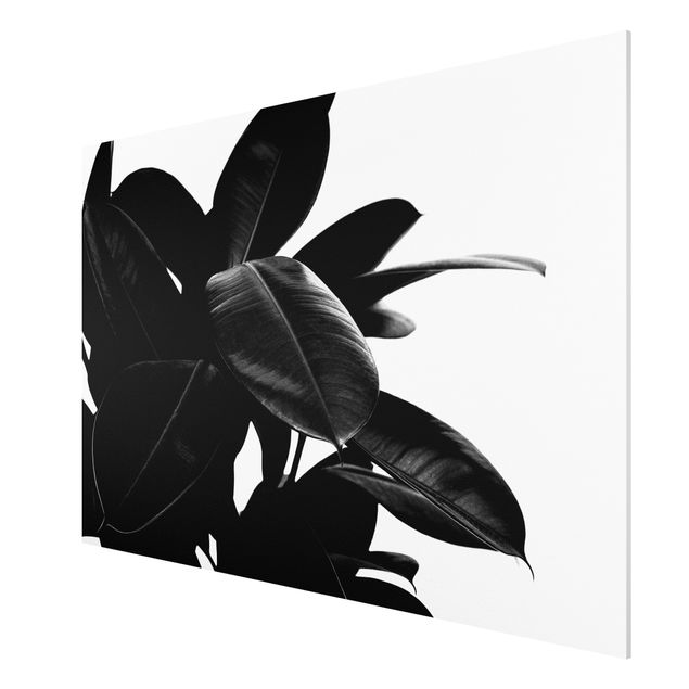 Print on forex - Rubber Tree Black And White