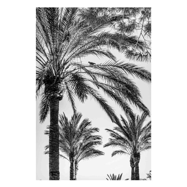 Magnetic memo board - Palm Trees At Sunset Black And White