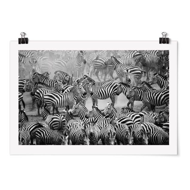 Poster - Zebra herd II