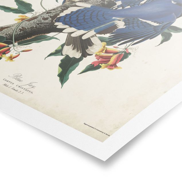 Poster - Vintage Board Blue Jays