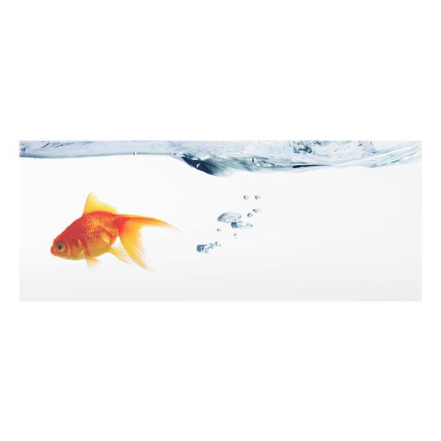Splashback - Goldfish
