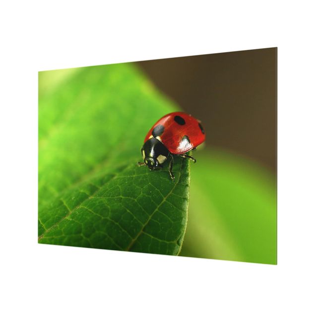 Glass Splashback - Ladybird - Landscape 3:4