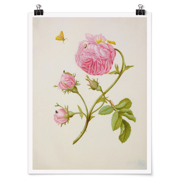 Poster - Anna Maria Sibylla Merian - Wild Rose With Gracillariidae