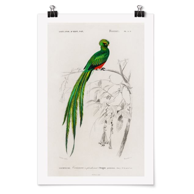 Poster - Vintage Board Tropical Bird I