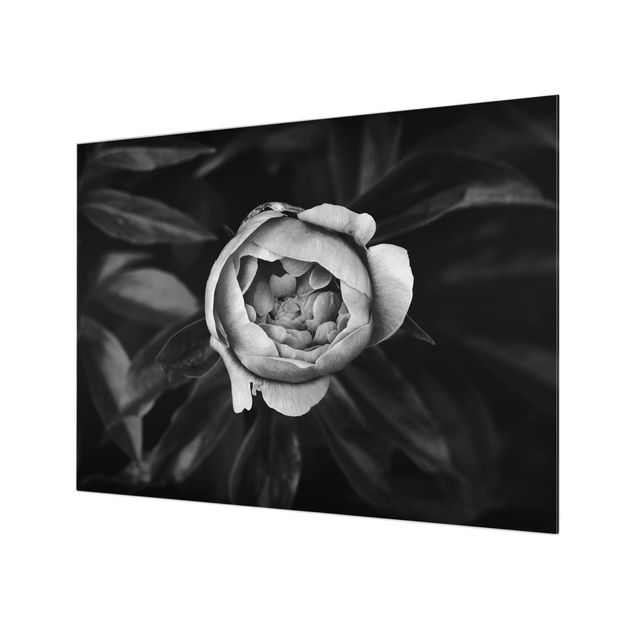Glass Splashback - Peony Flower White Front Leaves Black - Landscape 3:4
