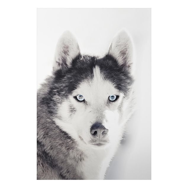Print on aluminium - Husky Portrait