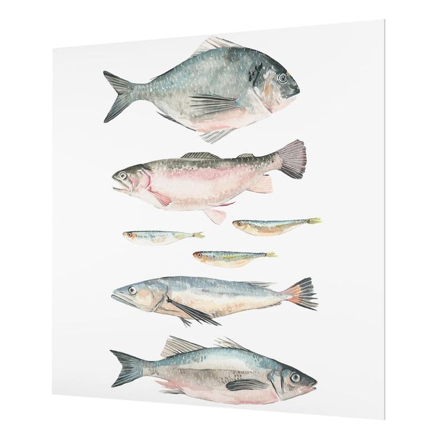 Glass Splashback - Seven Fish In Watercolor II - Square 1:1
