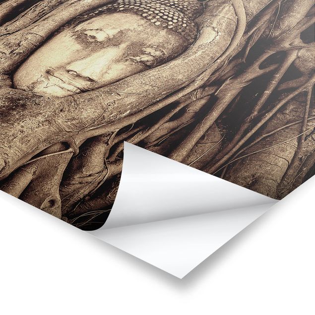 Poster - Buddha In Ayutthaya Lined From Tree Roots In Brown