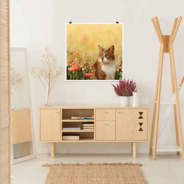 Poster - Cat In A Field Of Poppies