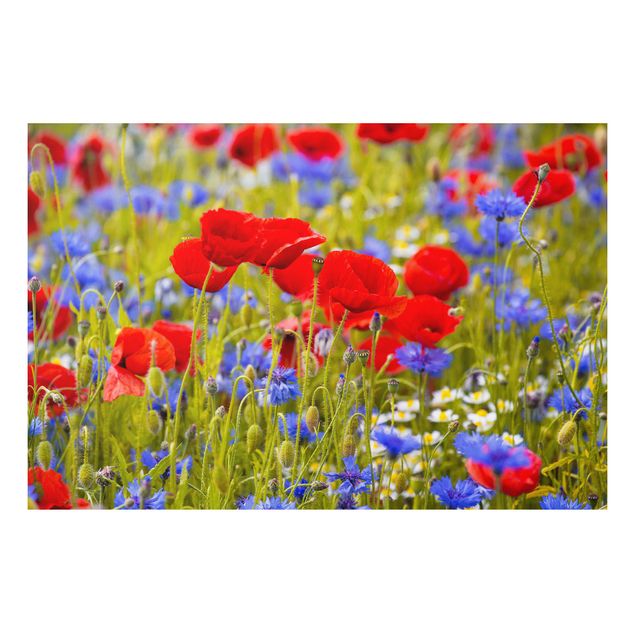 Print on forex - Summer Meadow With Poppies And Cornflowers