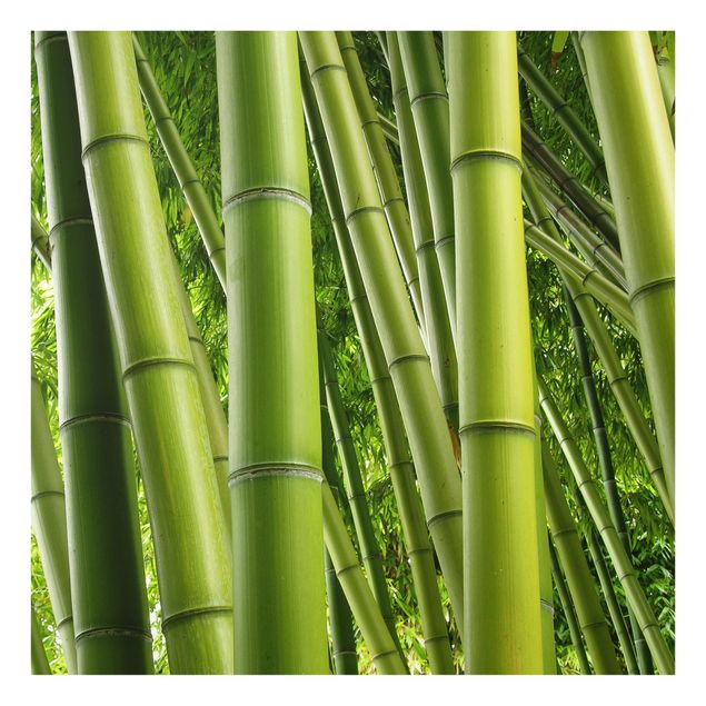 Glass Splashback - Bamboo Trees - Square 1:1
