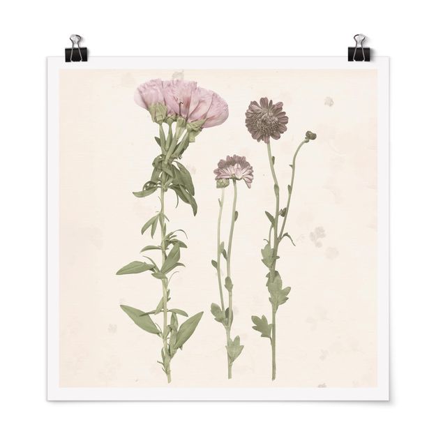 Poster - Herbarium In Pink III