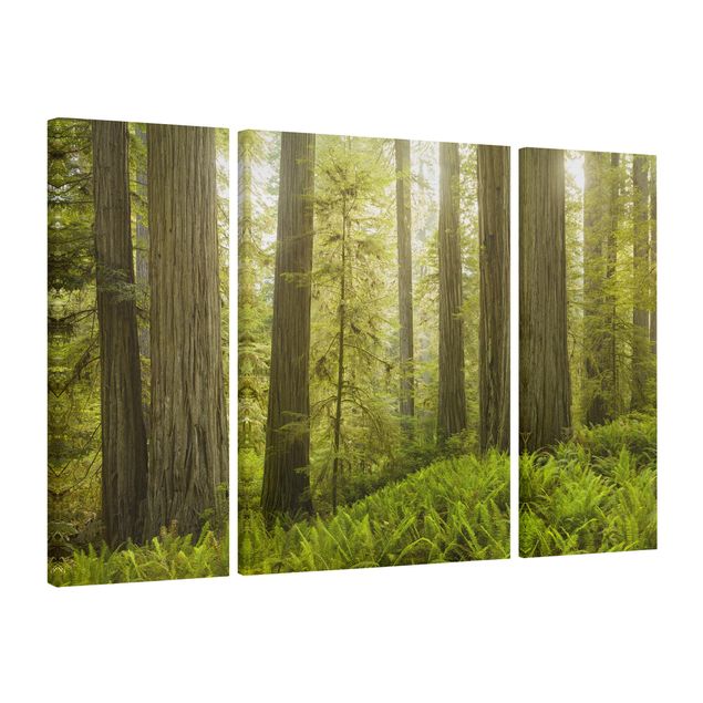 Print on canvas 3 parts - Redwood State Park Forest View