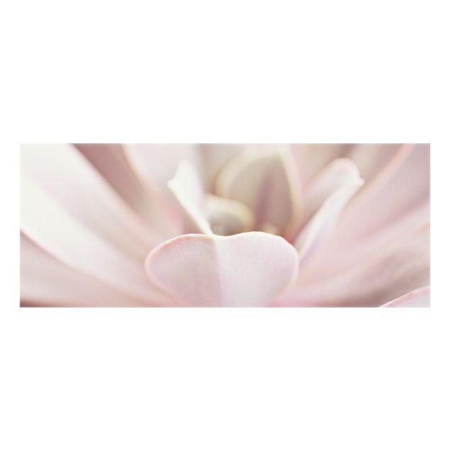 Splashback - Light Pink Succulent Flower - Panorama 5:2