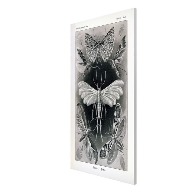 Magnetic memo board - Vintage Board Moths And Butterflies