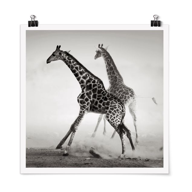 Poster - Giraffe Hunt