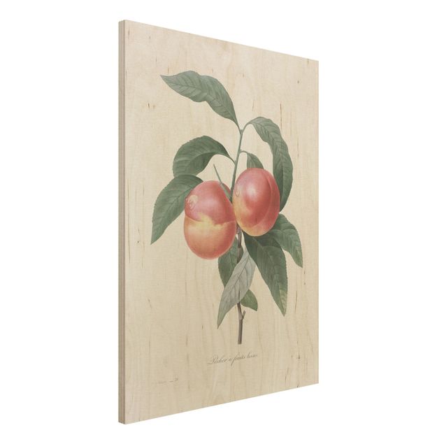 Print on wood - Botany Vintage Illustration Peach