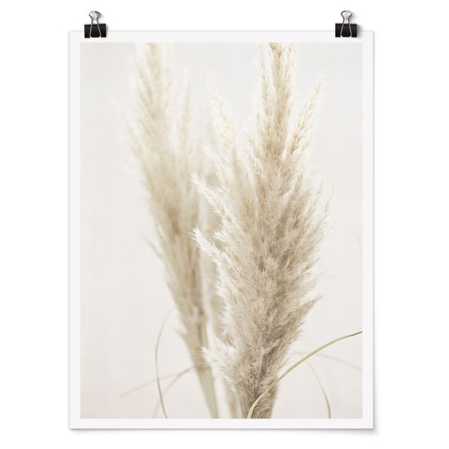 Poster - Soft Pampas Grass