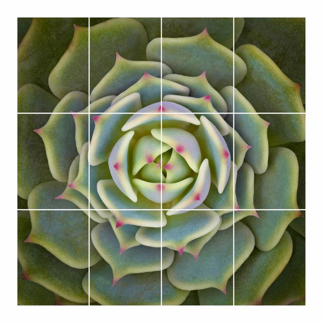 Tile sticker - Succulent - Echeveria Ben Badis