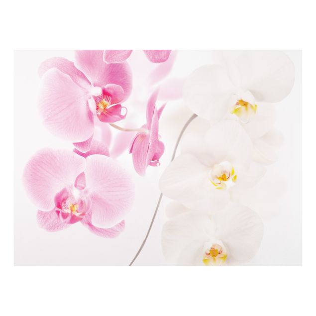 Forex print - Delicate Orchids