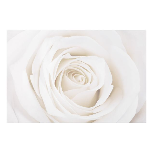 Forex print - Pretty White Rose