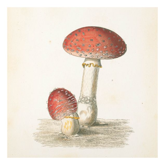 Glass print - French mushrooms II