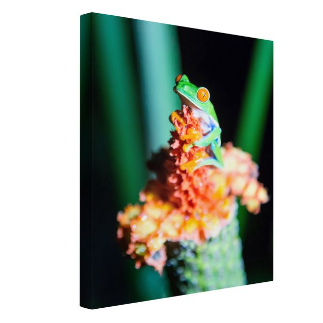 Print on canvas - Frog In Costa Rica