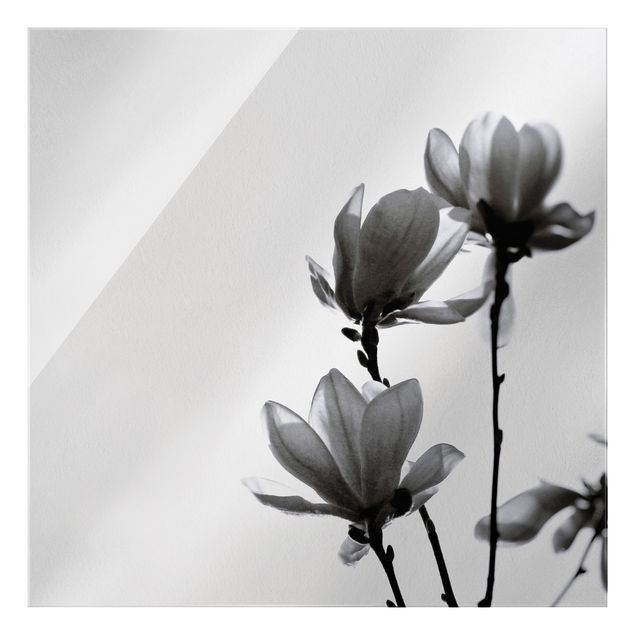 Glass print - Herald Of Spring Magnolia Black And White