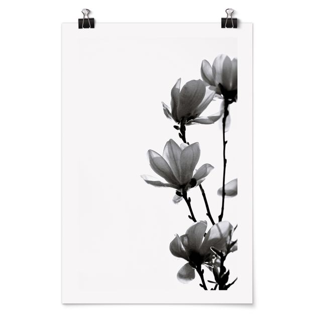 Poster - Herald Of Spring Magnolia Black And White