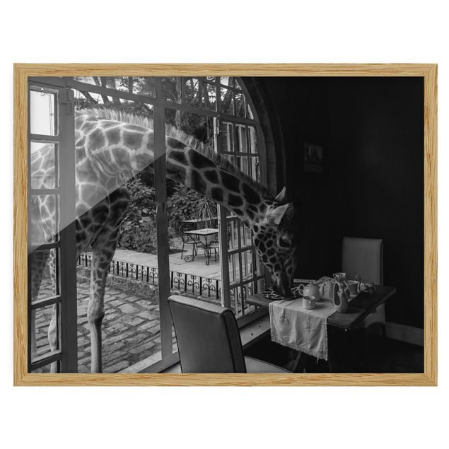 Framed prints - Breakfast with Giraffe