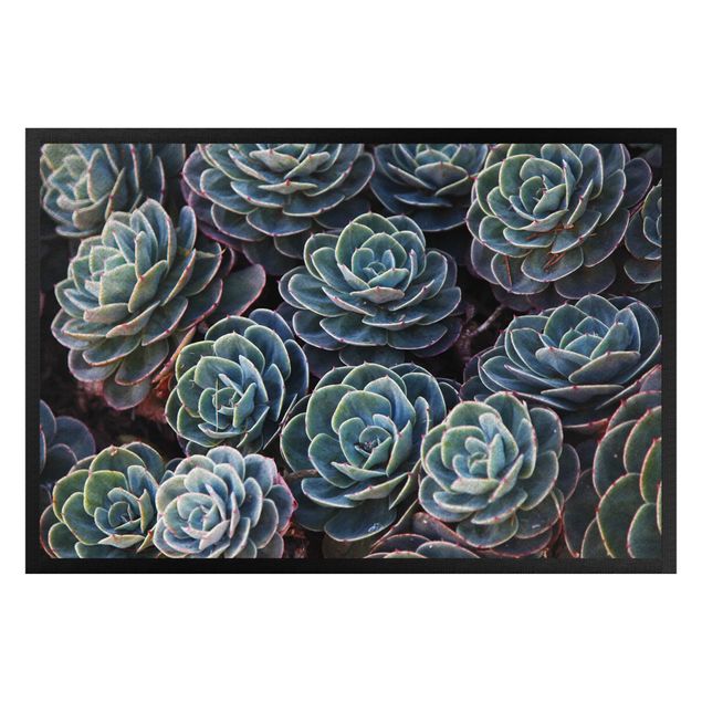 modern area rugs Bed Of Succulent Plants