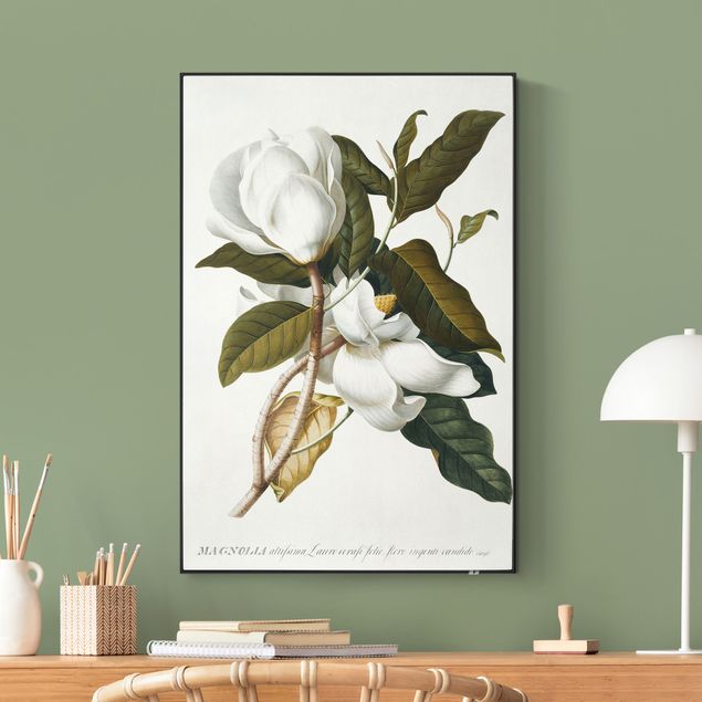 Print with acoustic tension frame system - Georg Dionysius Ehret - Magnolia