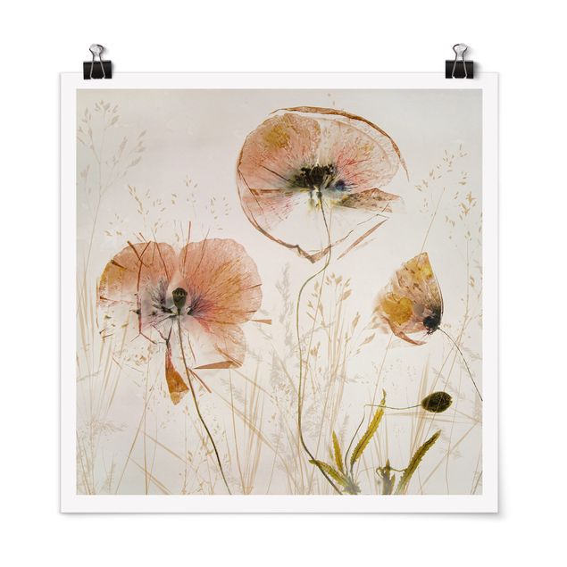 Poster - Dried Poppy Flowers With Delicate Grasses