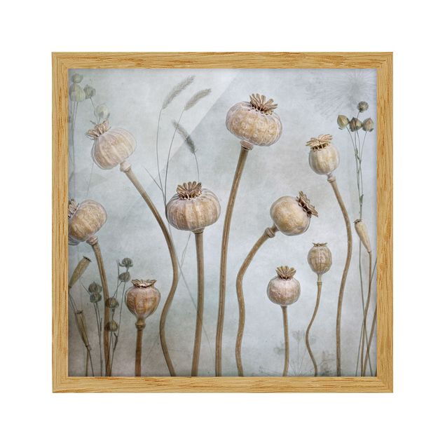 Framed poster - Dried Poppy Flower