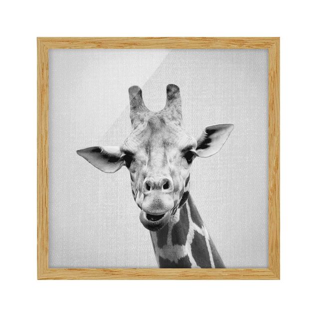 Framed poster - Giraffe Gundel Black And White