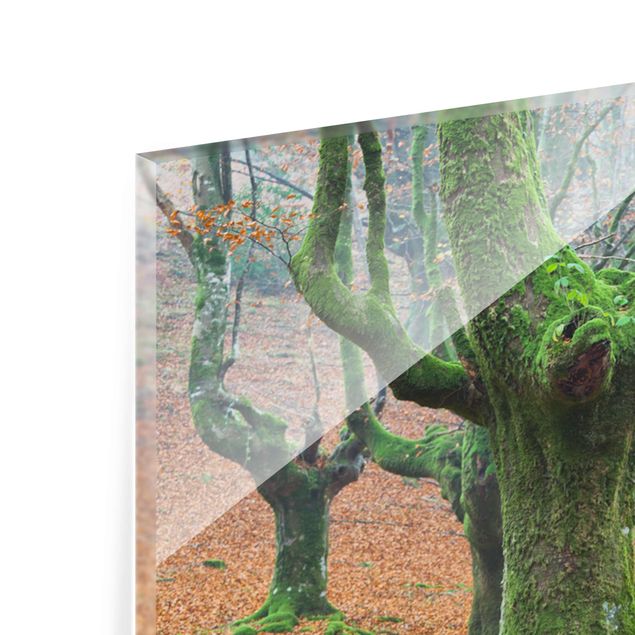 Glass print 3 parts - Beech Forest In The Gorbea Natural Park In Spain