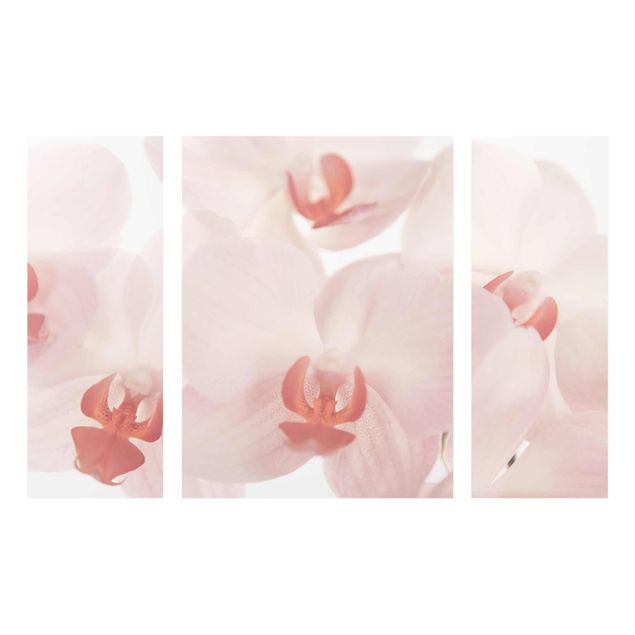 Glass print 3 parts - Bright Orchid Flower Wallpaper - Svelte Orchids