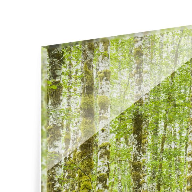 Glass print 3 parts - Hoh Rainforest Olympic National Park