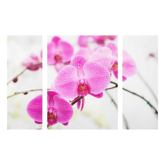 Glass print 3 parts - Close-Up Orchid