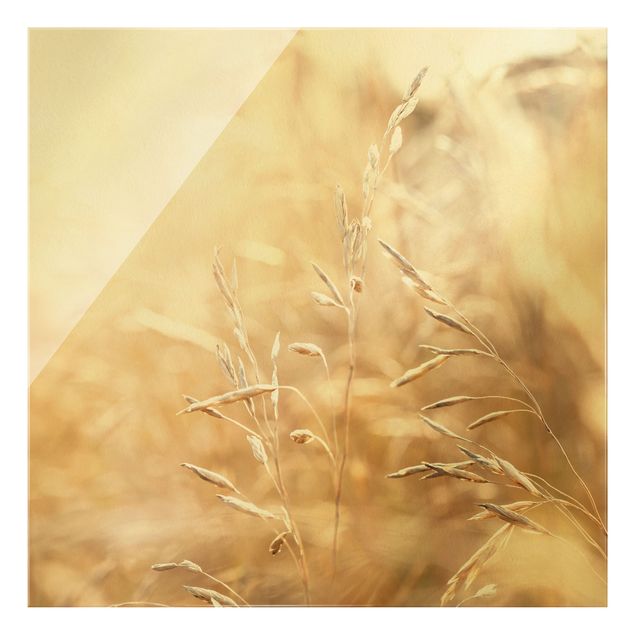 Glass print - Grasses In The Sun