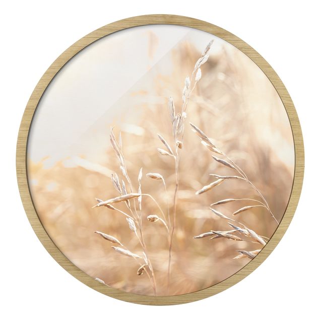 Circular framed print - Grasses In The Sun