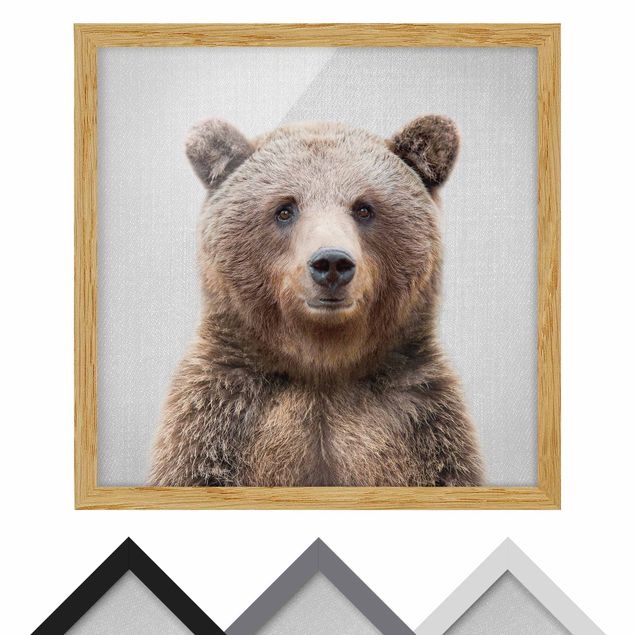 Framed poster - Grizzly Bear Gustel