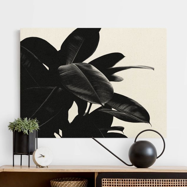 Canvas print gold - Rubber Tree Black And White