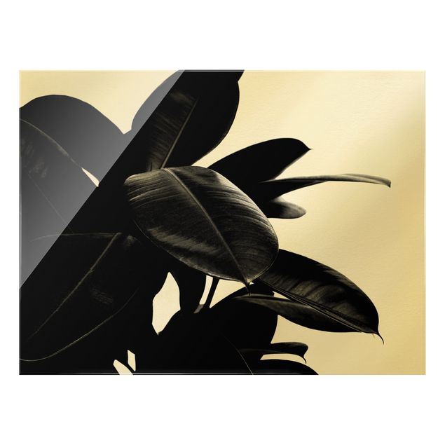 Glass print - Rubber Tree Black And White - Landscape format