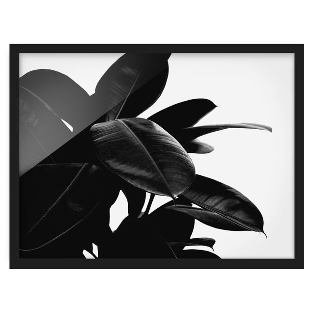 Framed poster - Rubber Tree Black And White
