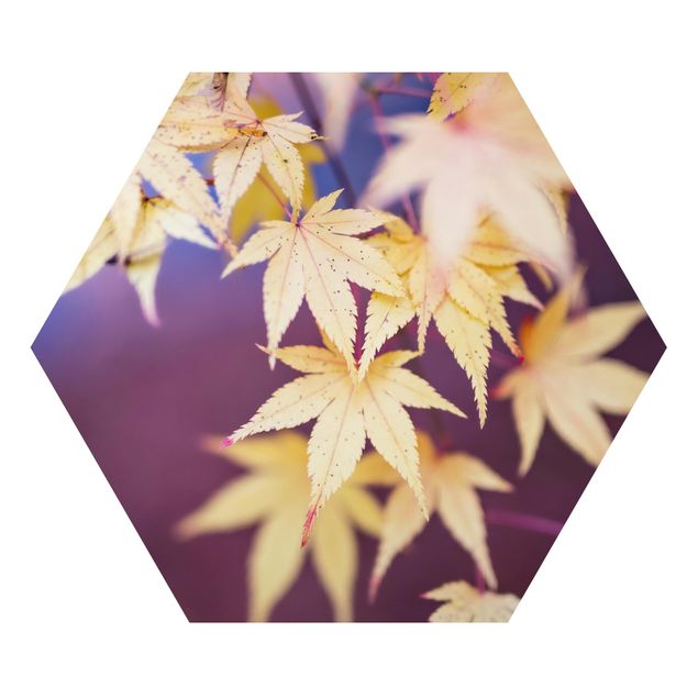 Alu-Dibond hexagon - Autumn Maple Tree