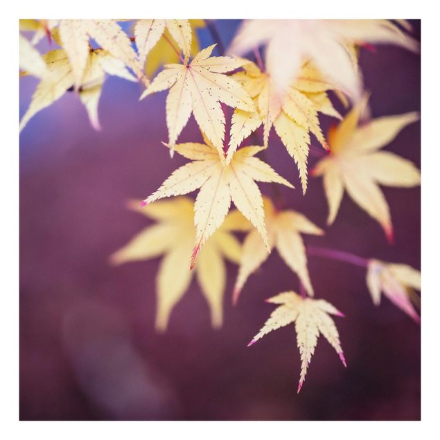Print on forex - Autumn Maple Tree - Square 1:1