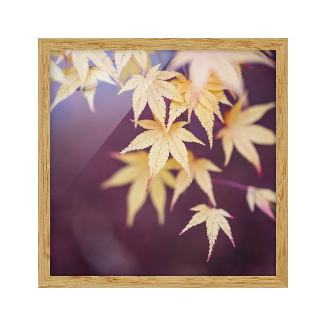 Framed poster - Autumn Maple Tree