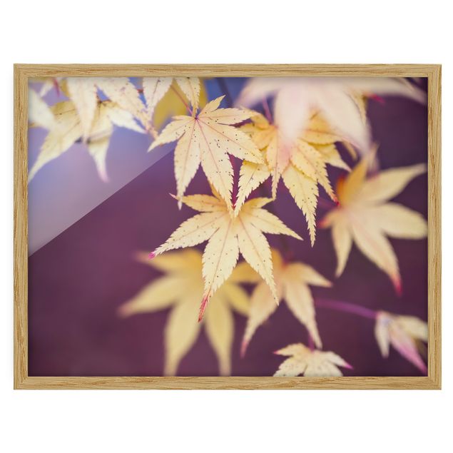 Framed poster - Autumn Maple Tree